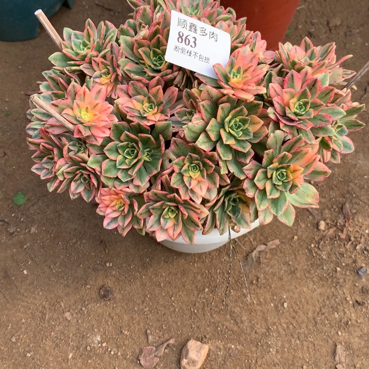 863甜茶多肉植物特价