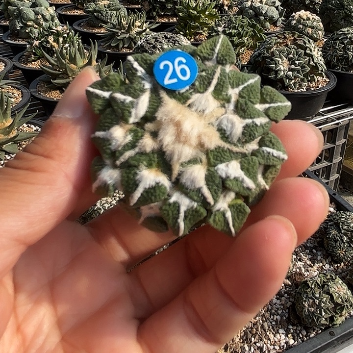 袖蒲苗接落地仙人球26