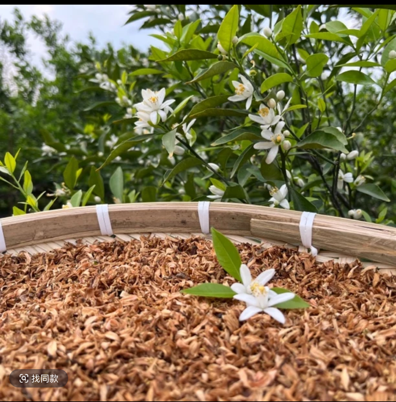 【灵灵推荐】柑花泡水煮水 散装农产品