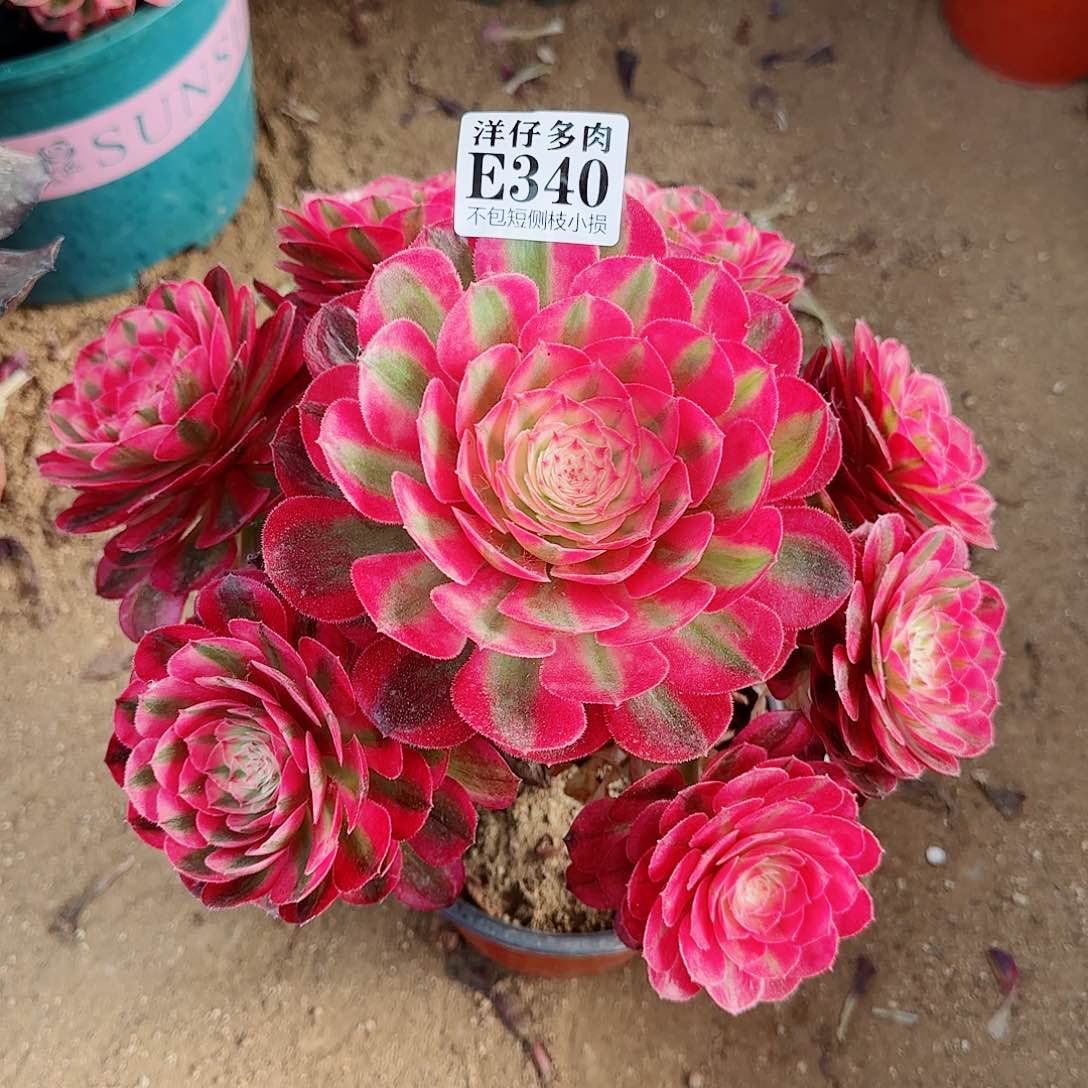 340荔枝 修枝腰庄特价 冠幅25左右