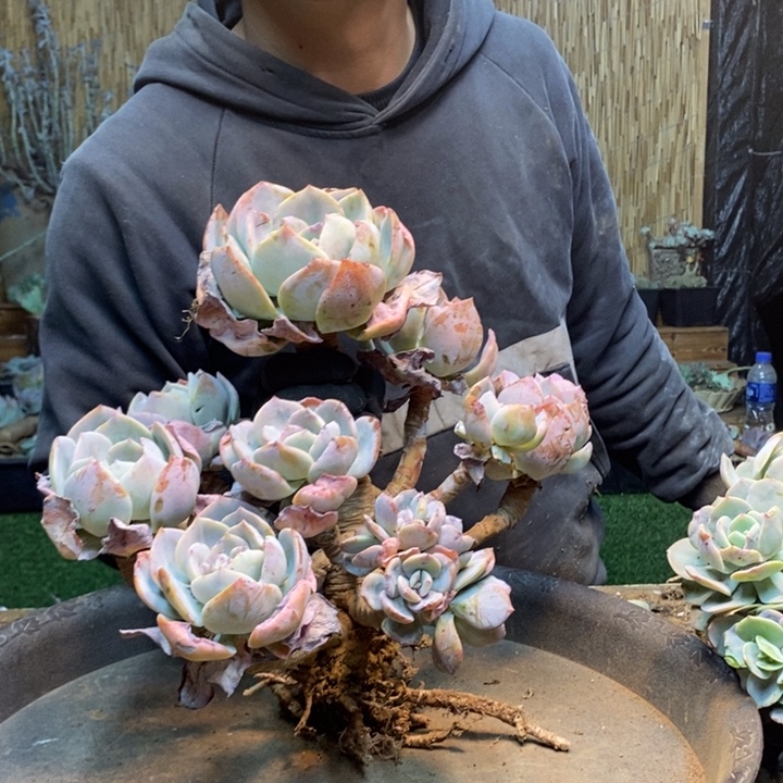 小***子86 号白凤多肉植物