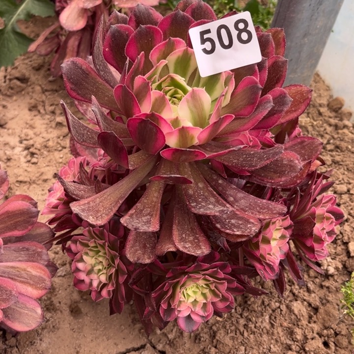 红铜白北边508不包断枝