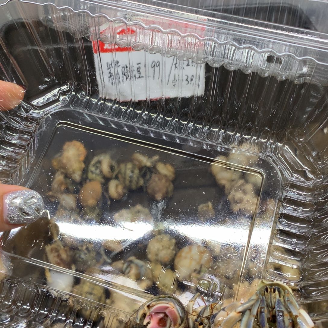 ˖***•3只寄居蟹出售，不退不换