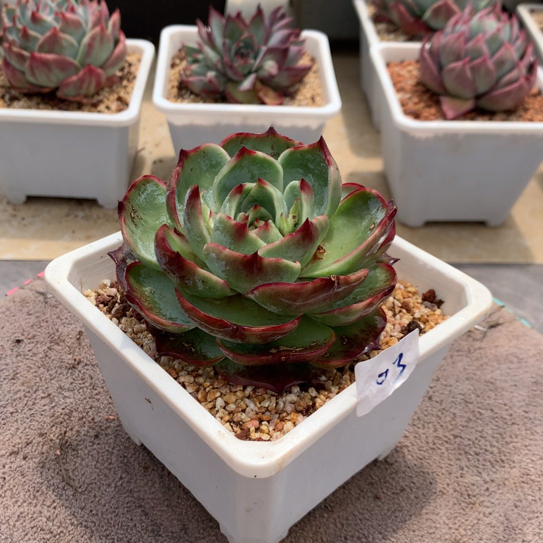 03惊鸿宽叶外翻。尺寸8