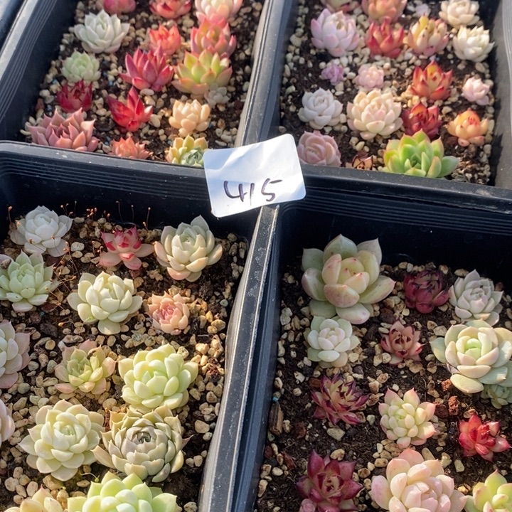 415 多肉植物盆栽花卉