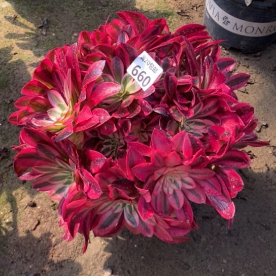 660花球多肉植物美美