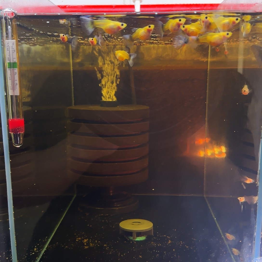 孔雀鱼黄肉蓝礼服一缸