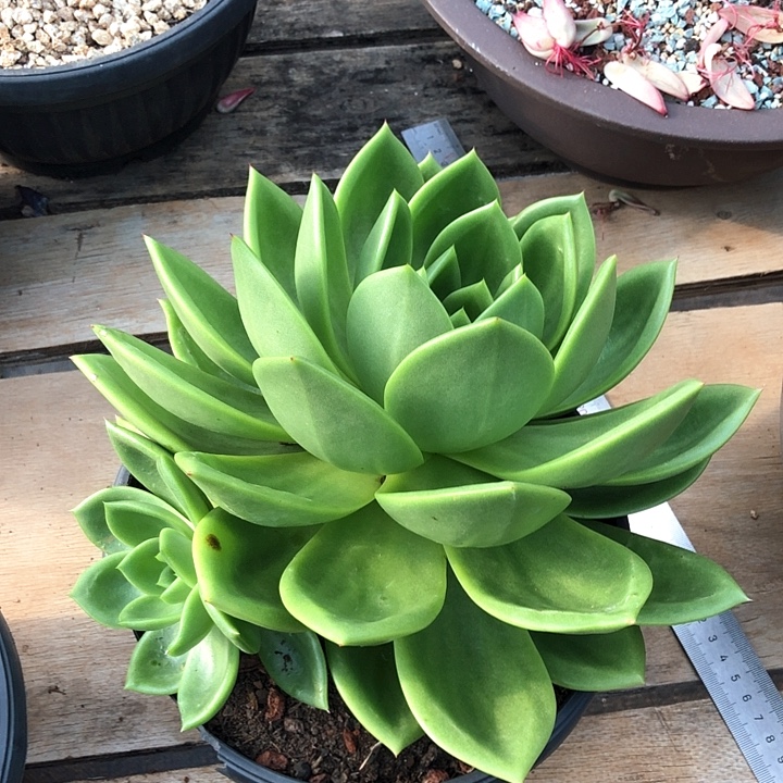 一物一拍多肉植物
