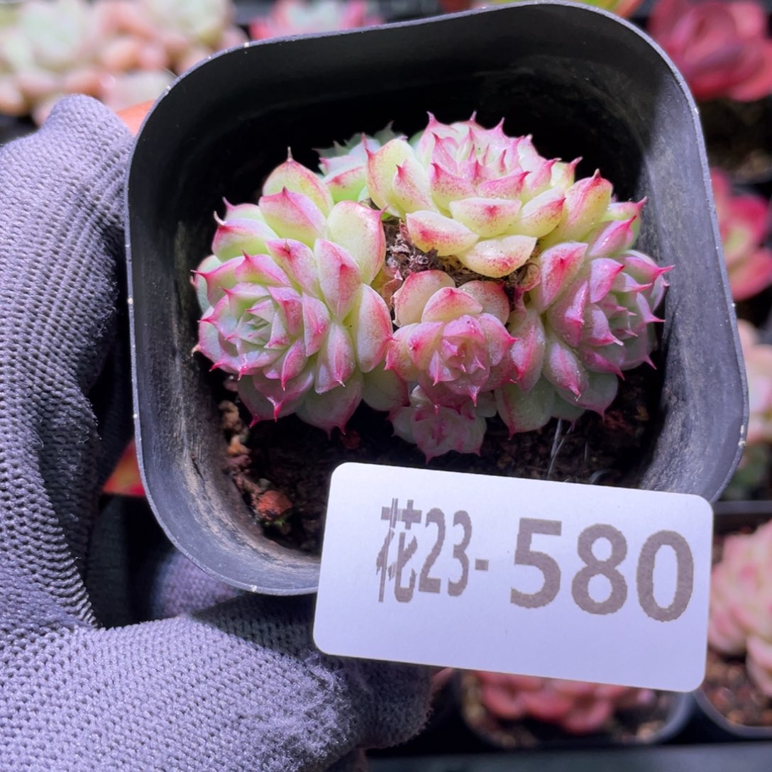 花利美23-580麦秆群