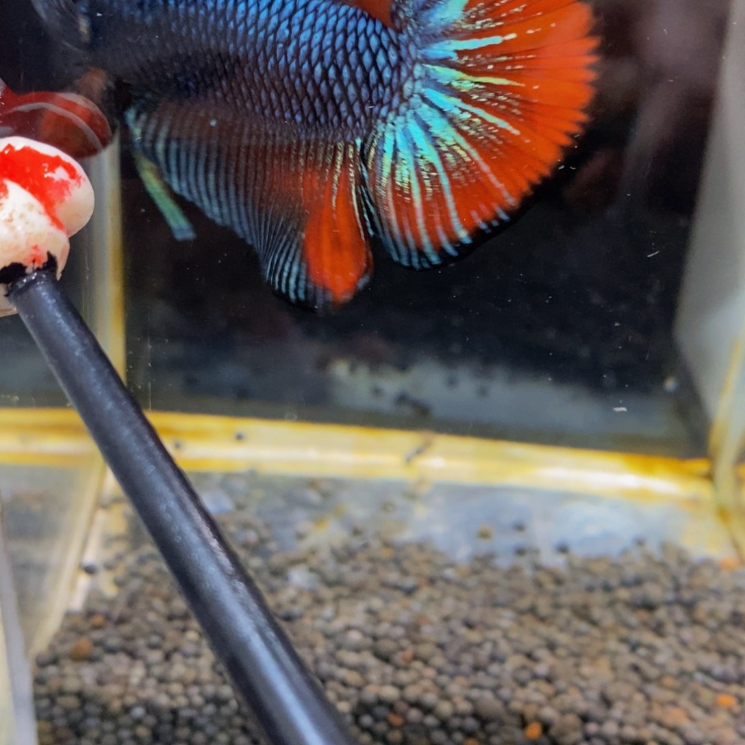 斗鱼380巨斗111111