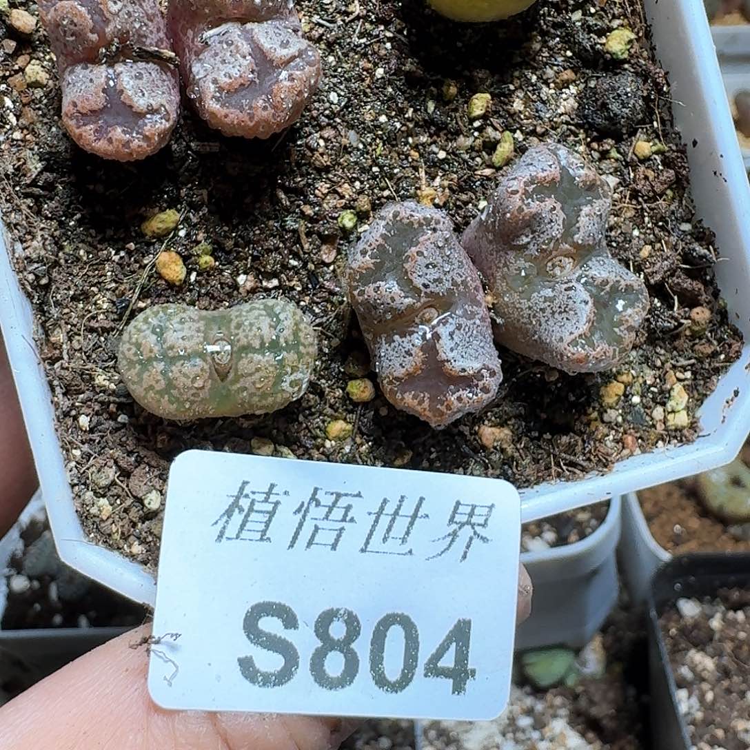 804号多肉植物哇c g