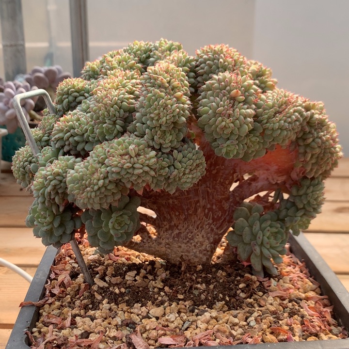 多肉植物白胖子树缀