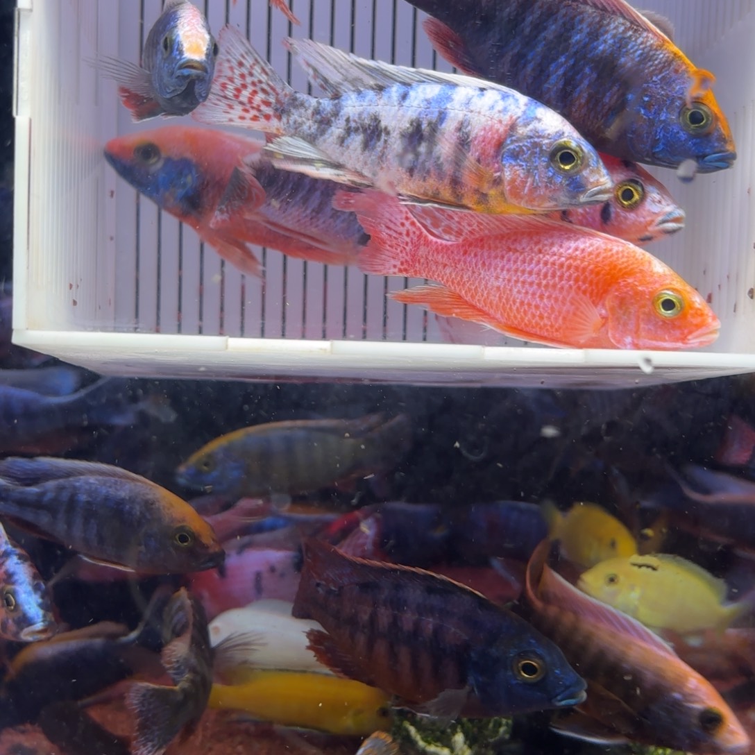 慈鲷鱼直播68号12条其中备损2条