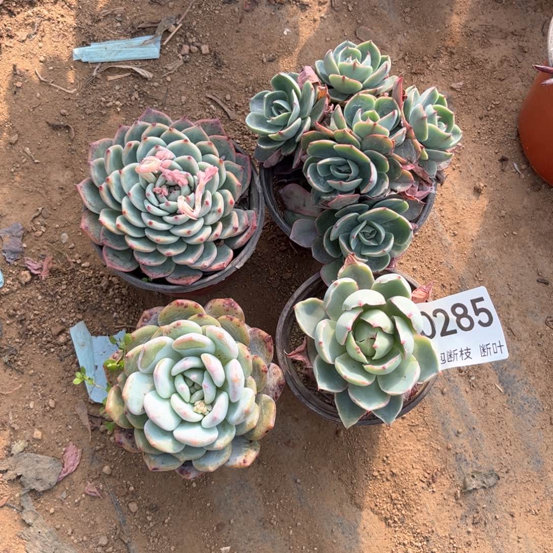 4盆多肉，脱土发货