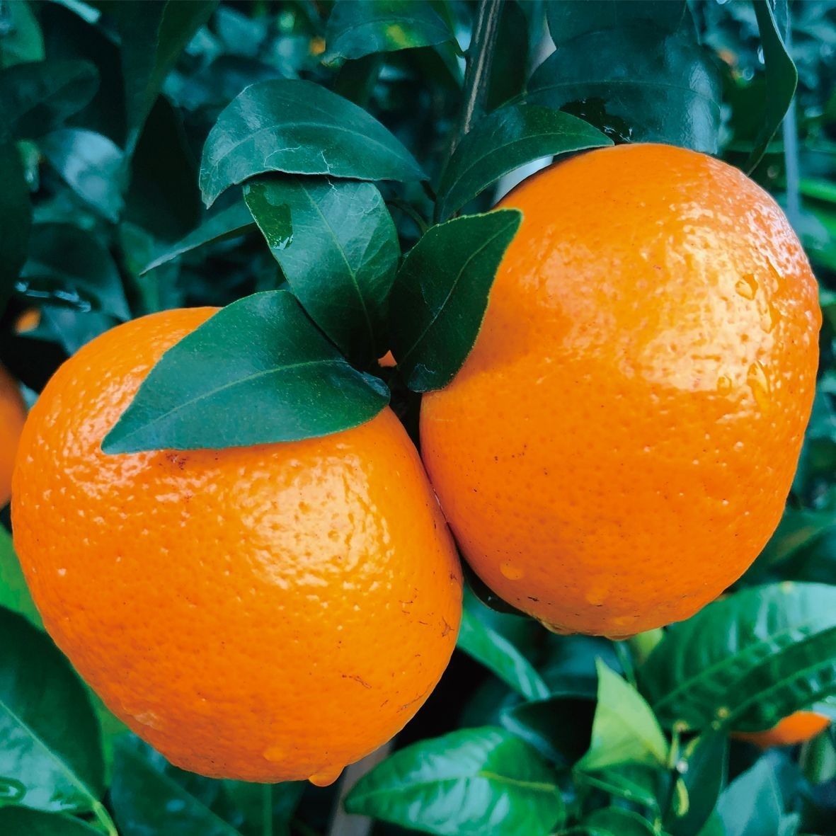 【情人节豪礼】广西沃柑新鲜采摘