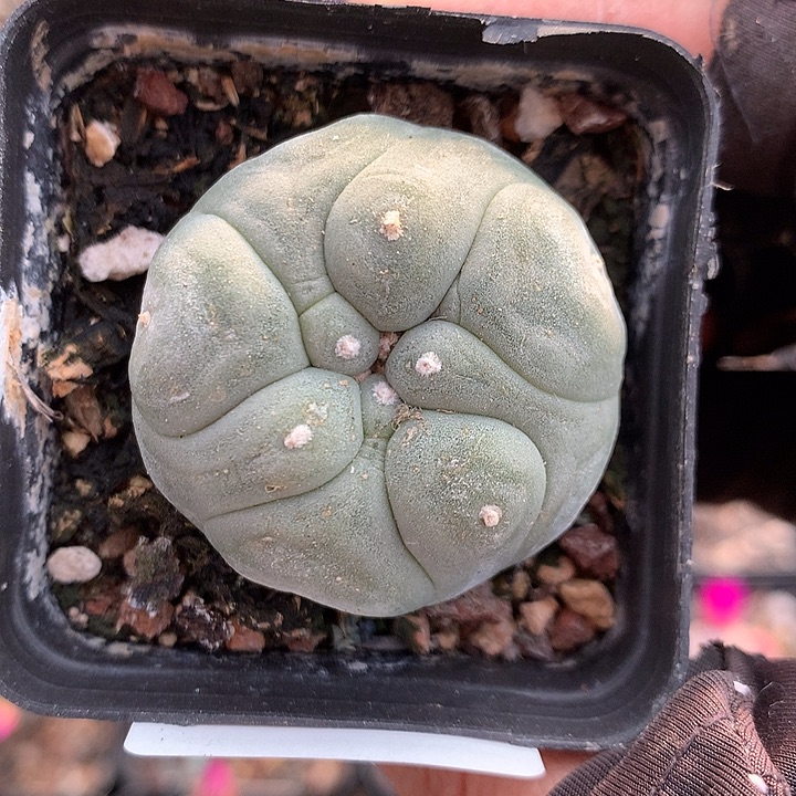 36 一代侧芽自根黑肌3.7厘米