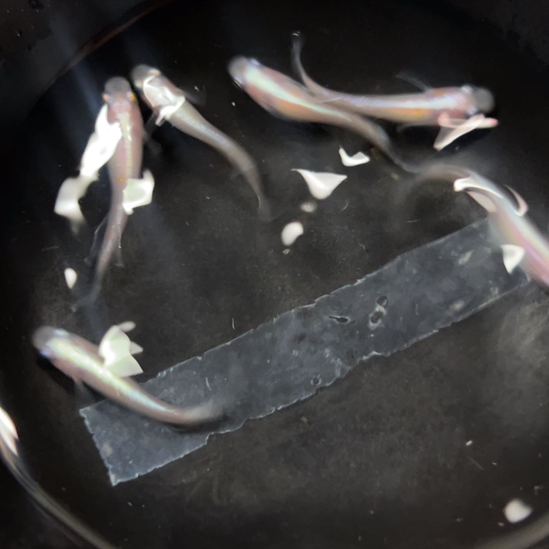 海水鱼多久发刊词参考参考