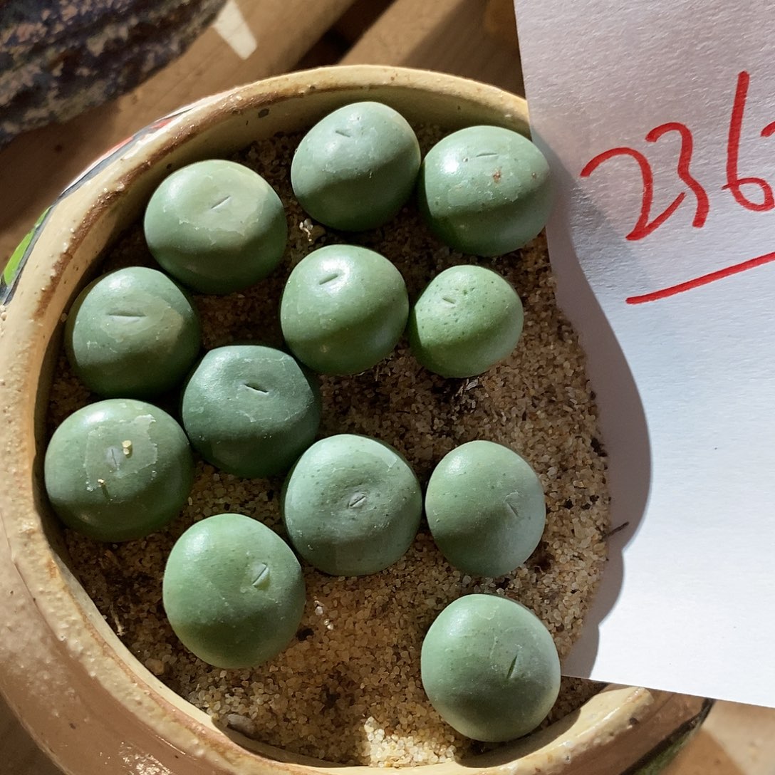 2363。  大颗小拳拳一个。   