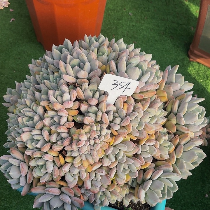 啵****丽娟花卉胖美人大群