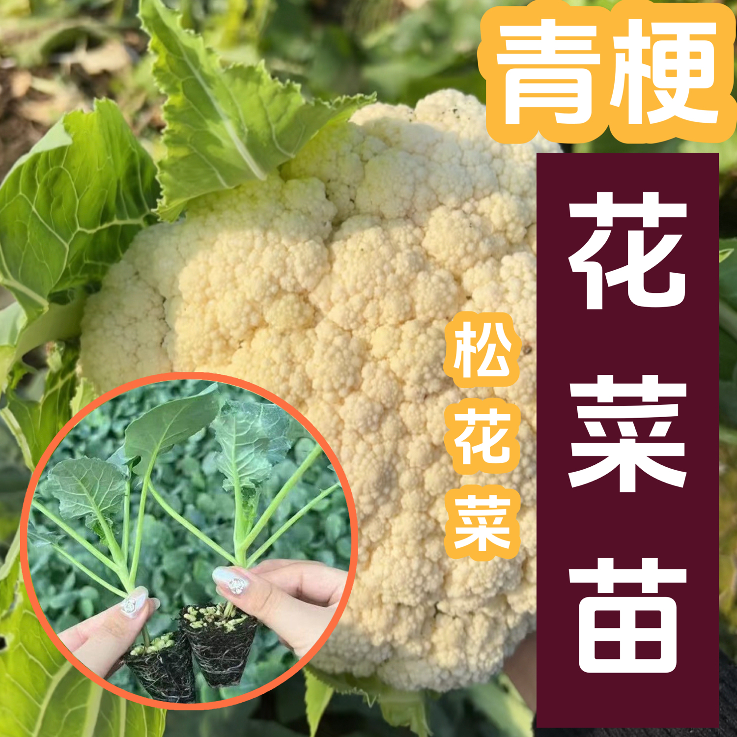 【花菜秧苗】青梗松花菜秧苗种子耐寒四季种植高产秋冬季节