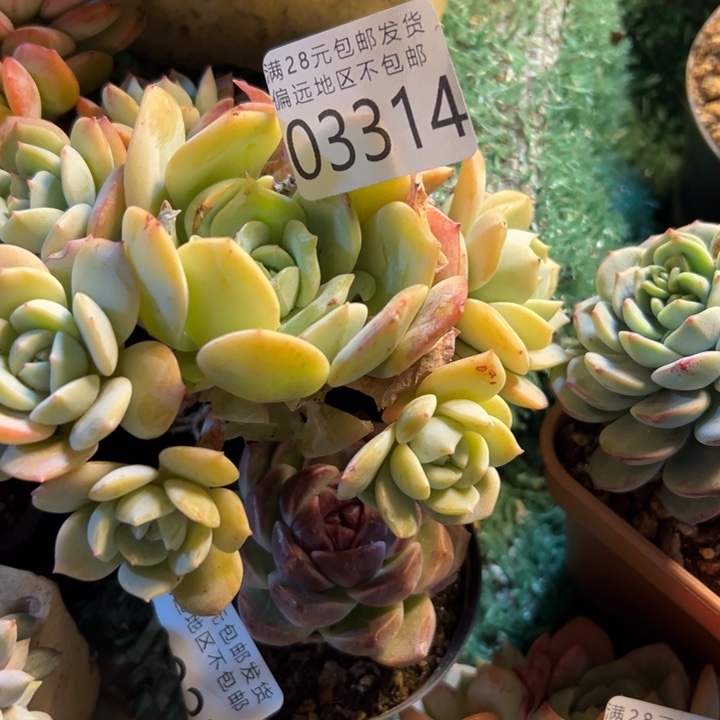 牙***乐幸运的是你还没遇到你喜欢