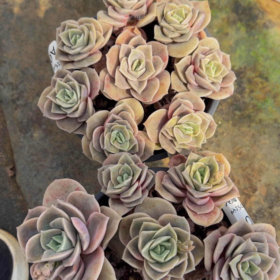 可爱玫瑰七头两盆多肉