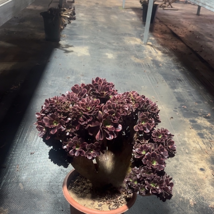 欧嘉莉缀化12-15-1