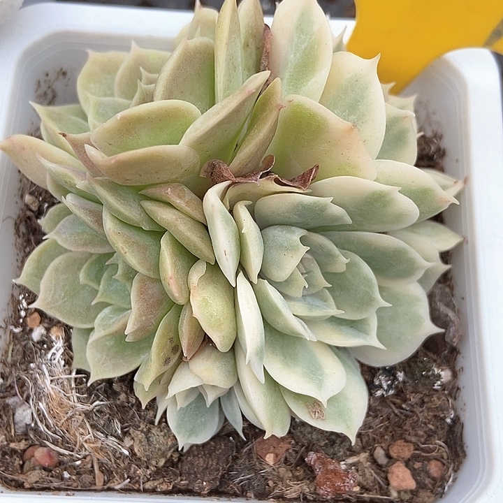 多肉植物昂斯诺锦727多肉