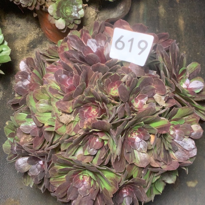 618花月夜多肉植物