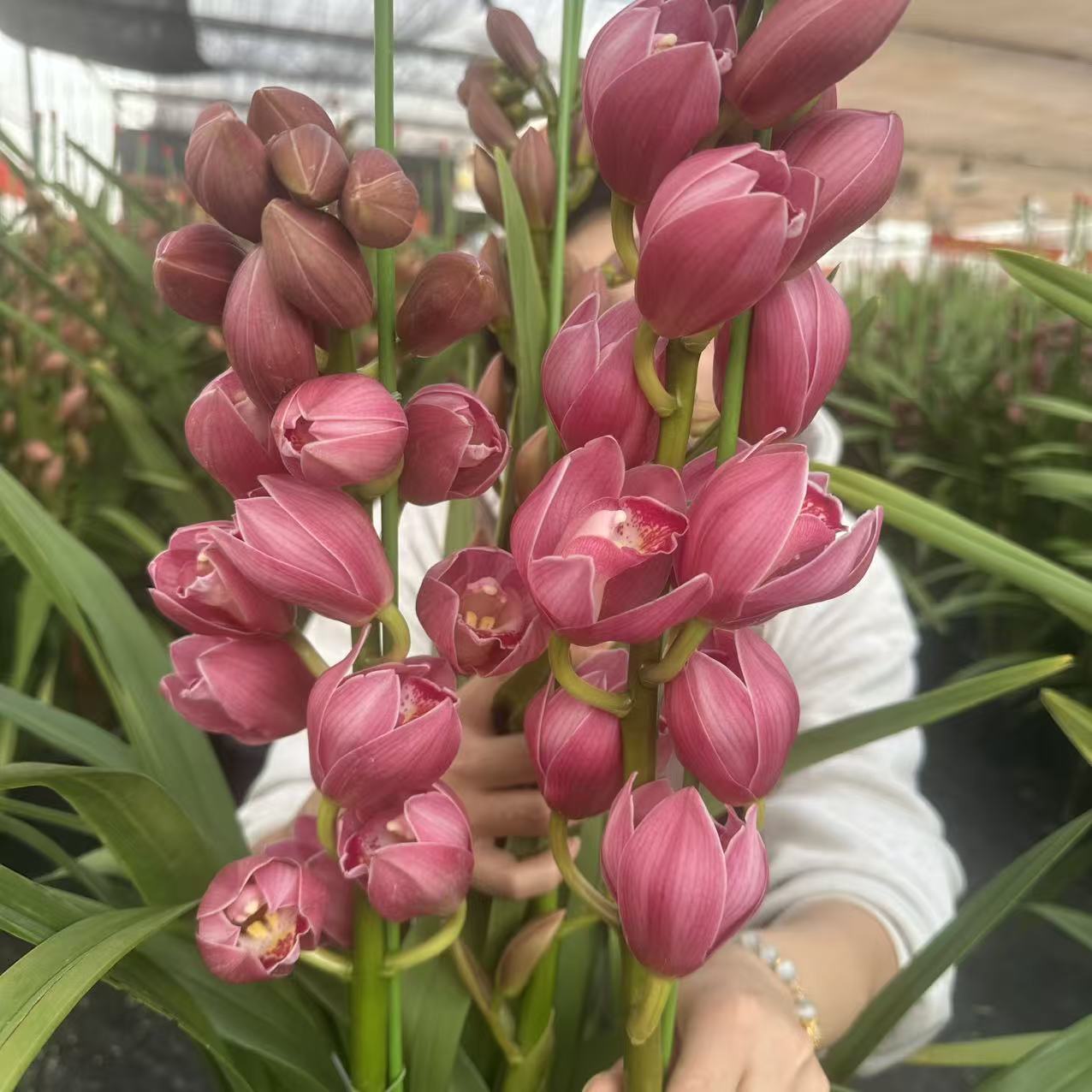 一盆花卉【英雄】带花剑大花蕙兰高端名贵兰花盆栽南北方好养