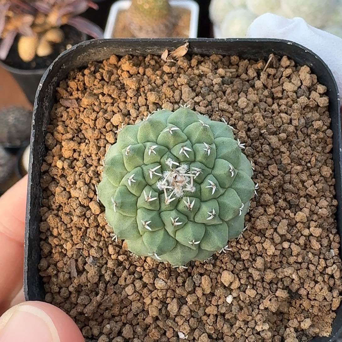 65号菊水仙人球23