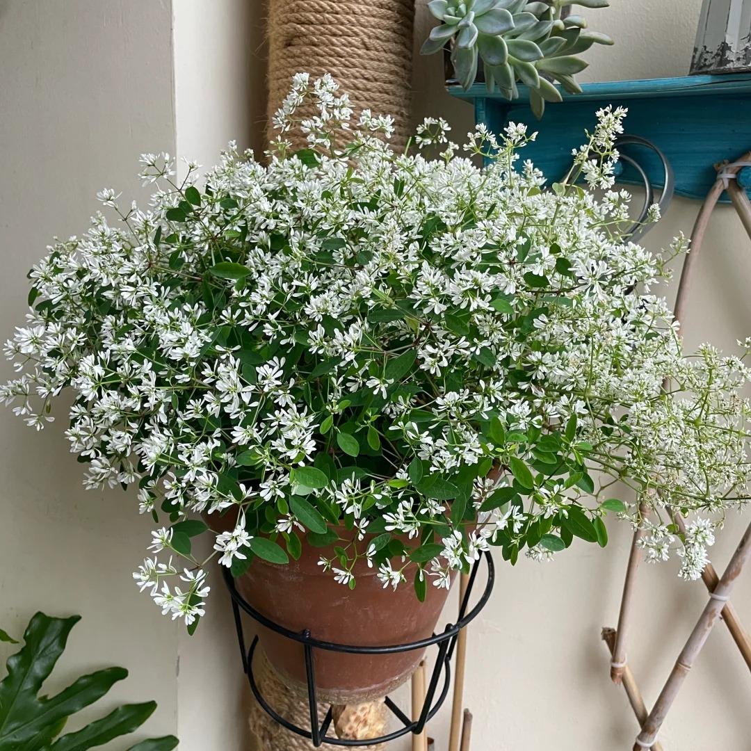【飘雪】盆栽带花苞四季开花耐冷好养多年生长植物