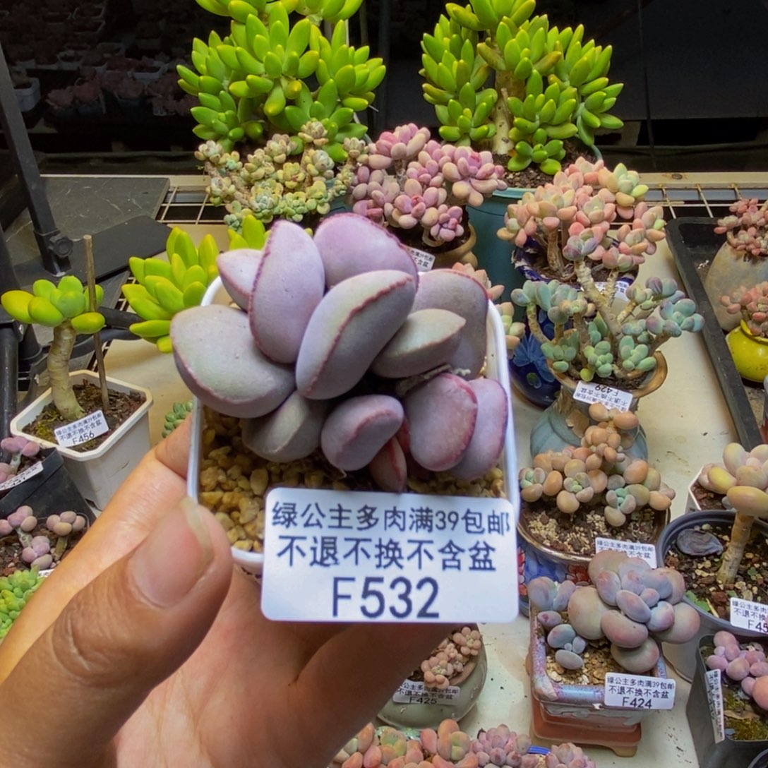 532小红蛋多肉4cm