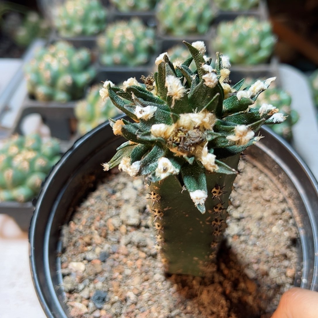 7号龙舌兰牡丹群6.6公分带柱