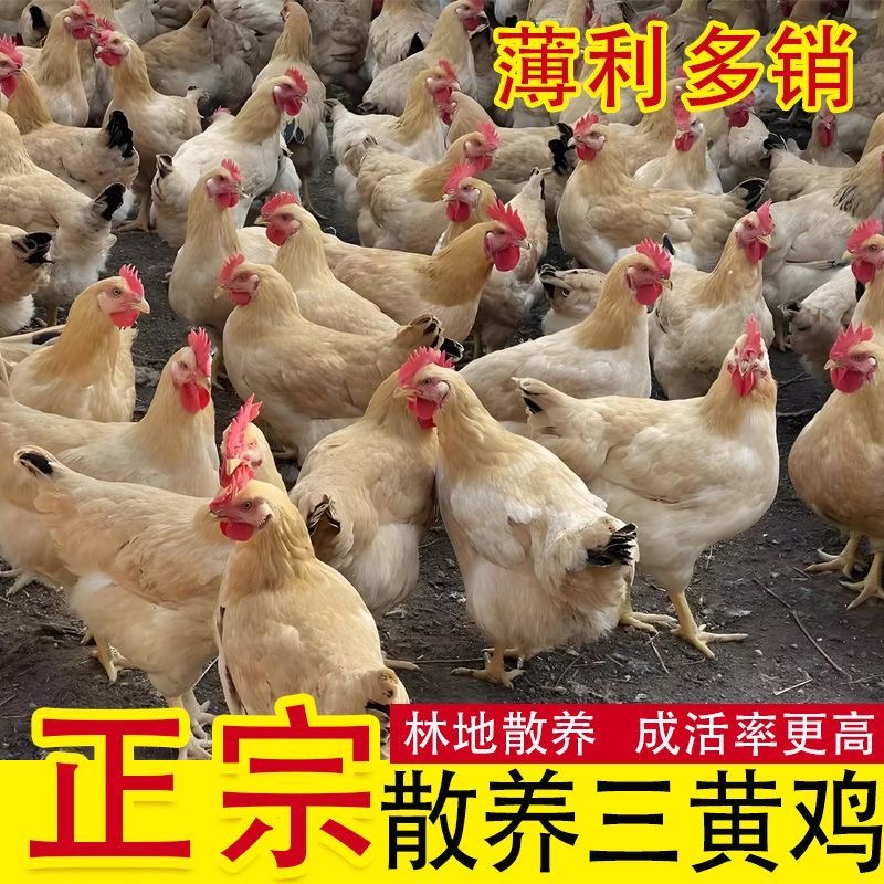 三黄鸡12只公母可选 半斤左右宠物鸡包邮