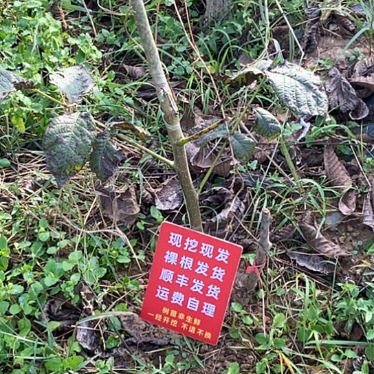 用***0吊坠文玩核桃付定金160挖树付尾款140