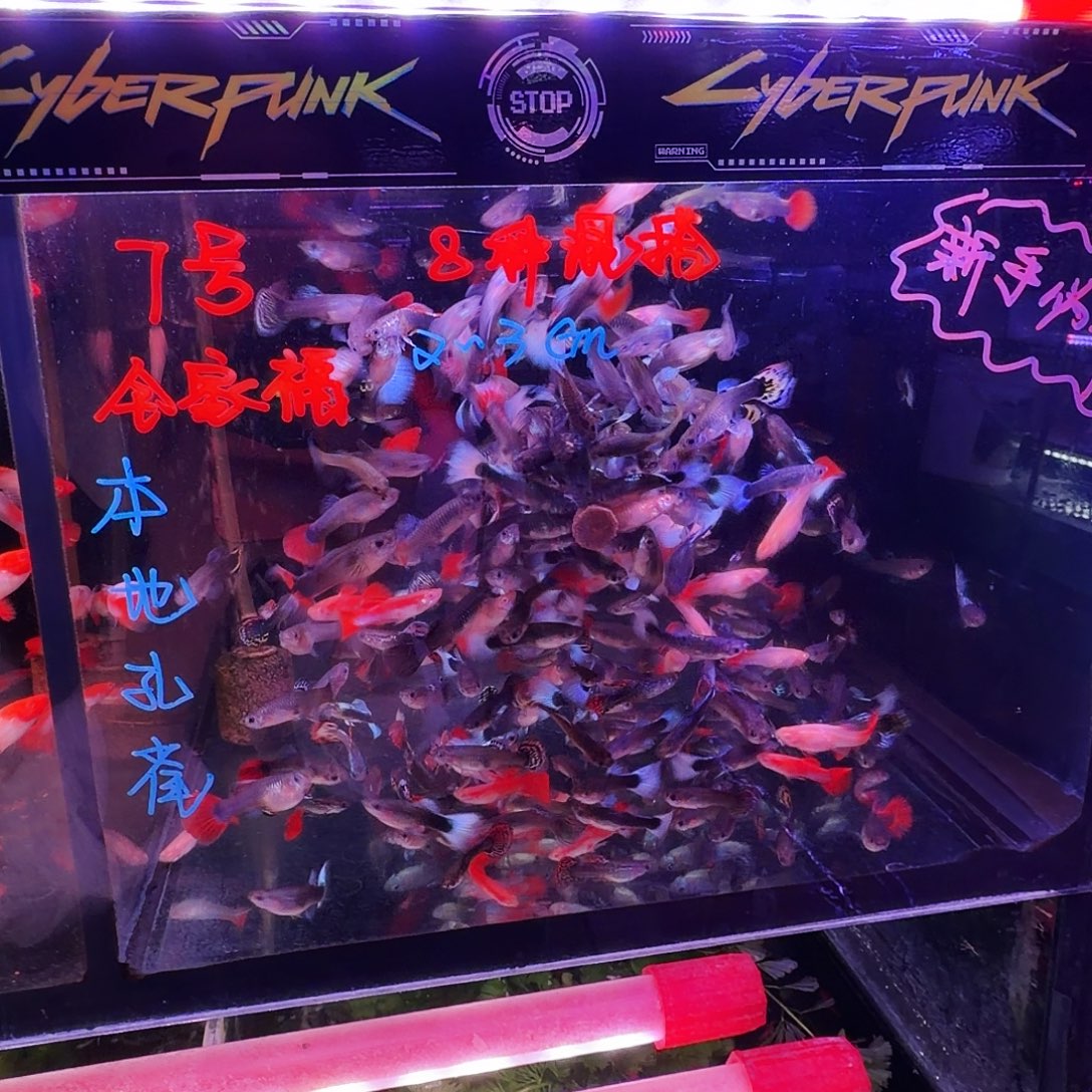 孔雀鱼全家福30条(21条送9条备损)