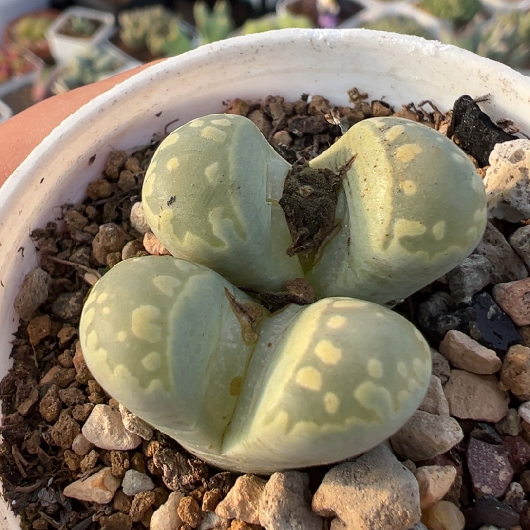 乐***飞041多肉植物种类多样