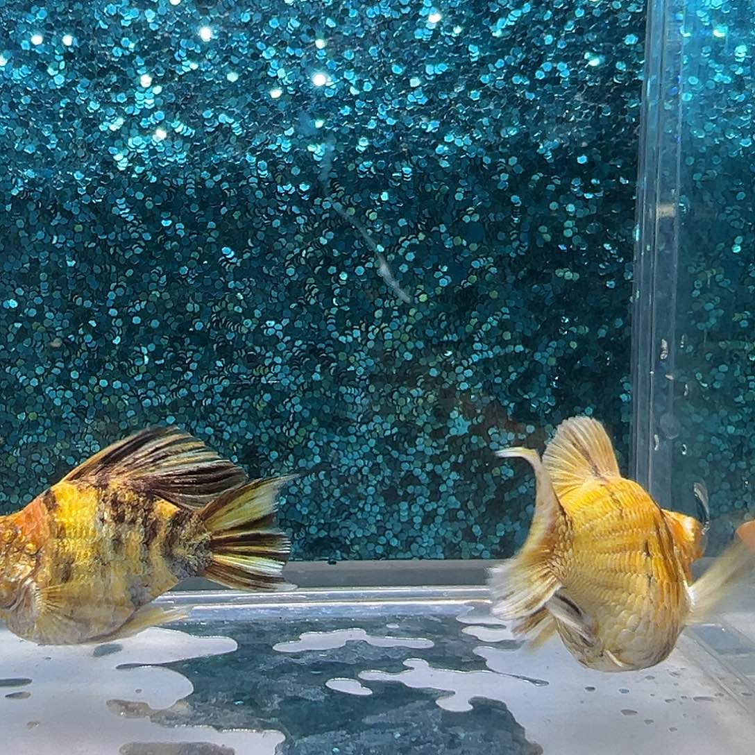 孔雀鱼金虎玛丽一对0026