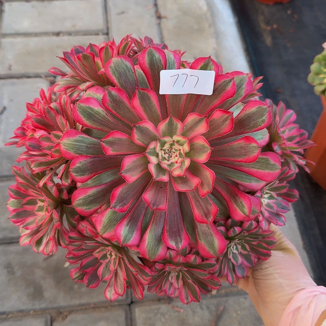 777红铜白44444冠服25左右