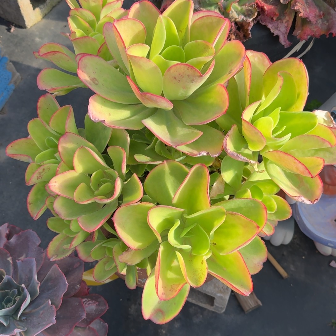 天***Z2918柠檬卷凡艺多肉