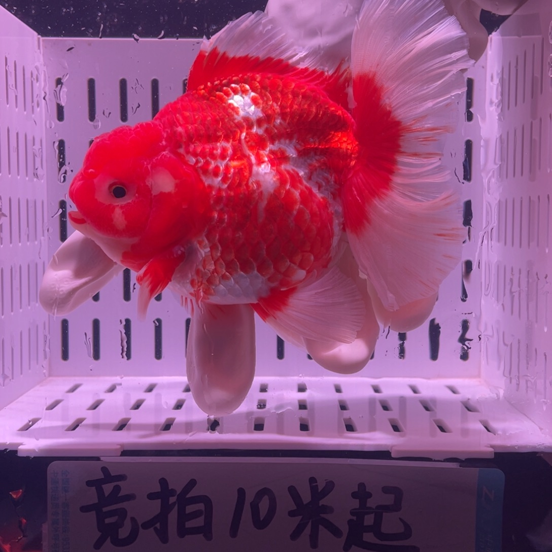 金鱼泰狮金鱼渔场直发