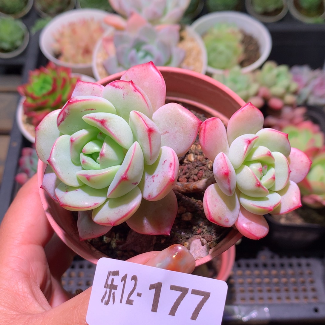 乐然12-177 香草双头