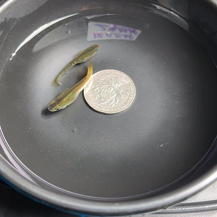 青鳉鱼奶酪2条79号