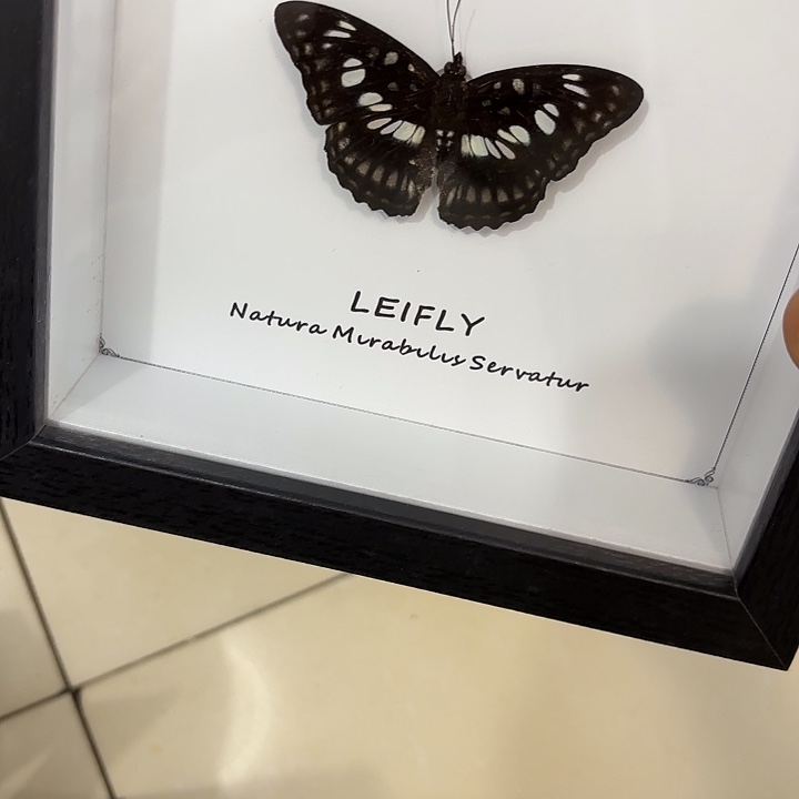 讨***块蝴蝶标本定制287@