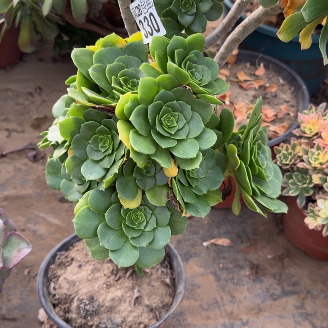 绿羊绒多肉330满28包邮断枝不包