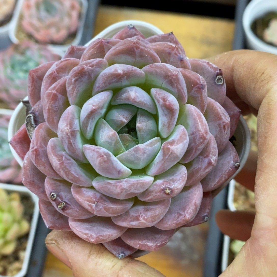 精品多肉一物一拍不包整134