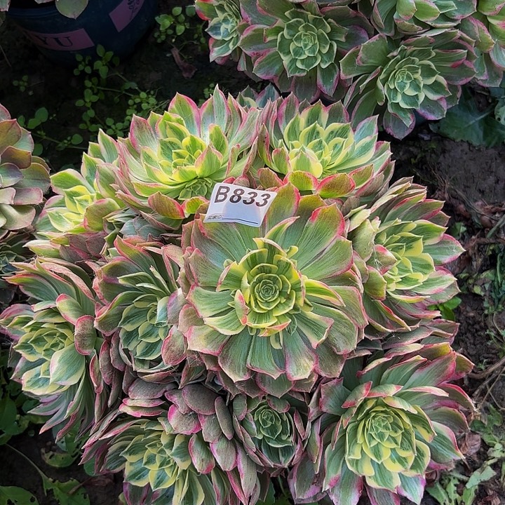水蜜桃8-19-833偏远不包邮