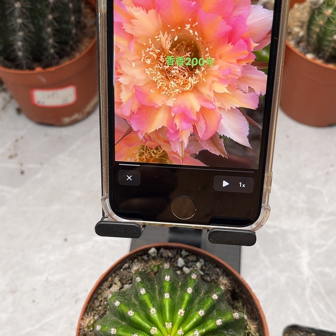 彩草200号羽毛7公分左右