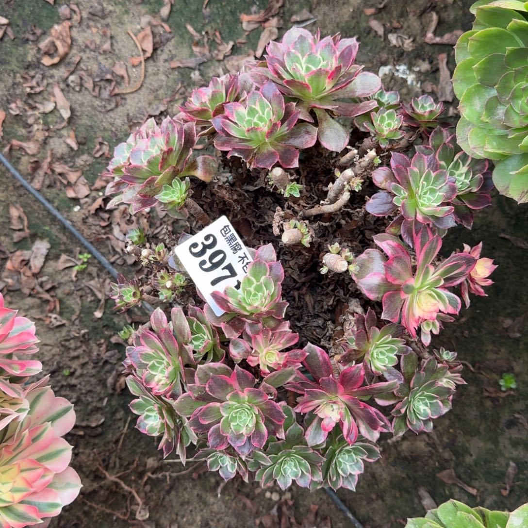 法师丘比特瑕疵3971 19-10